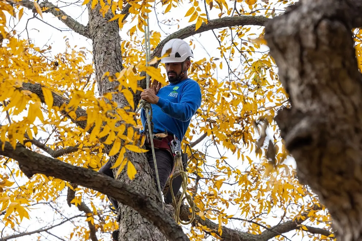Skilled Tree Transplanting crew working in West Salem